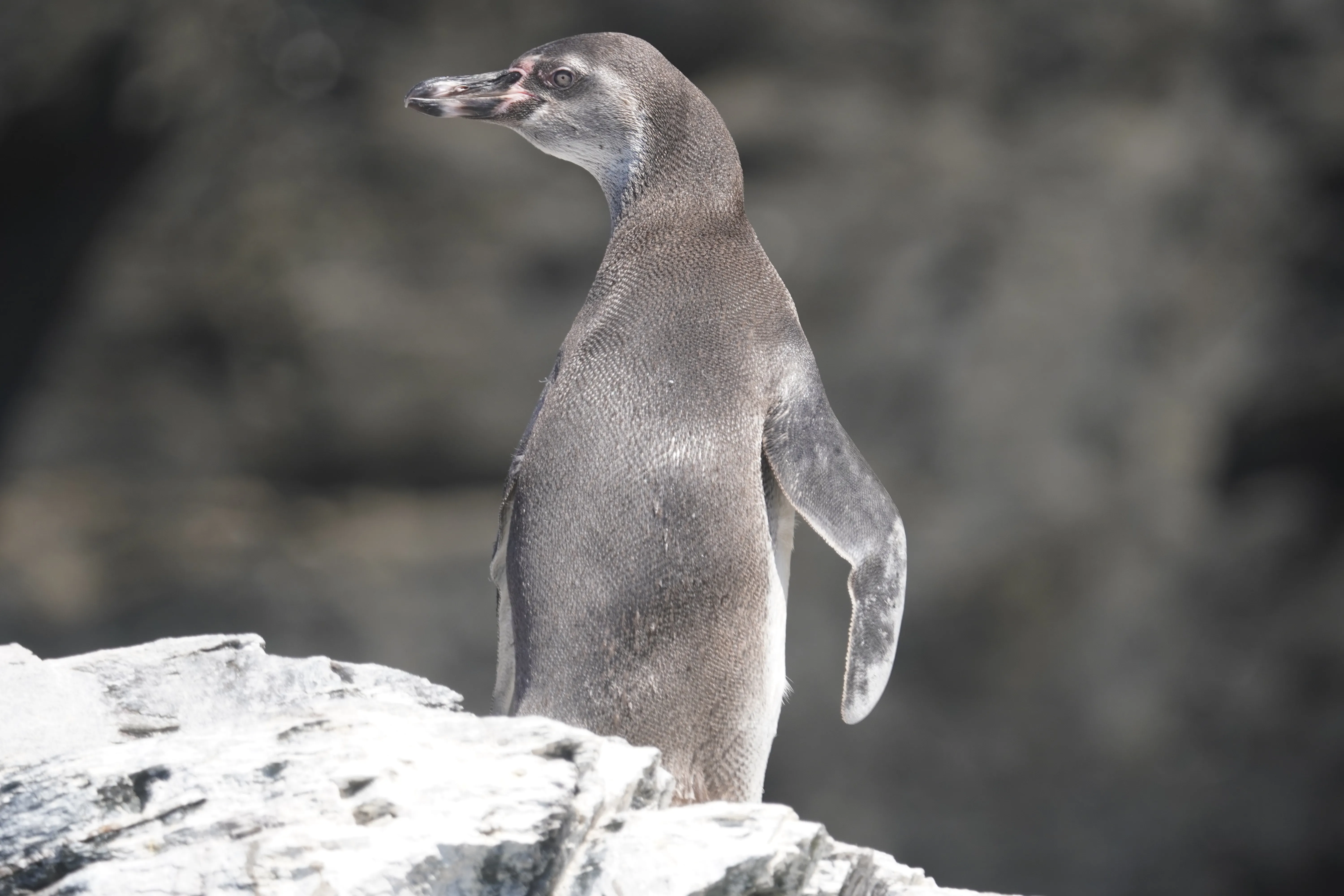 Avistamiento de ballenas en Reserva Chañaral de Aceituno