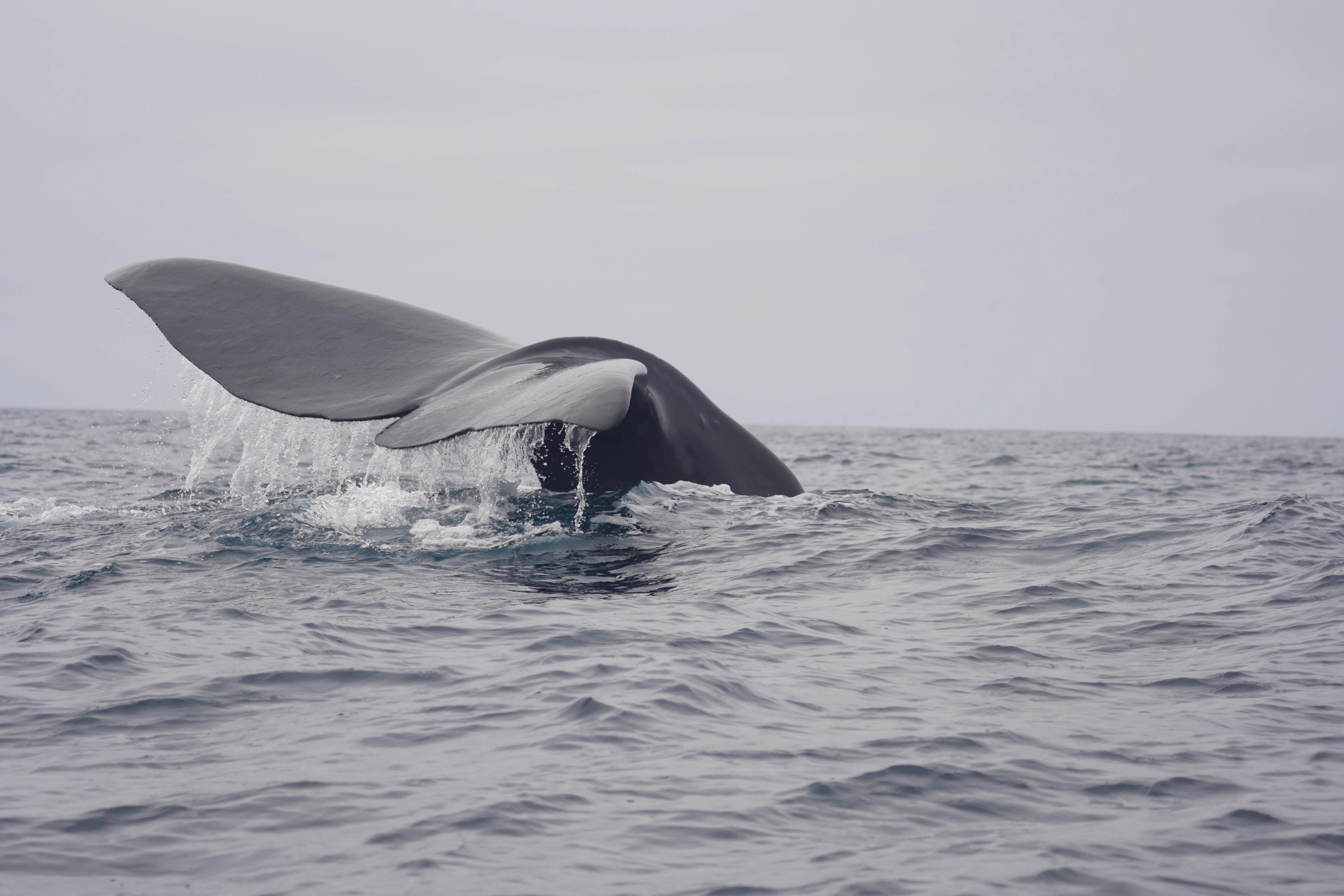 Imagen de la galería de avistamiento de cetáceos en Coquimbo