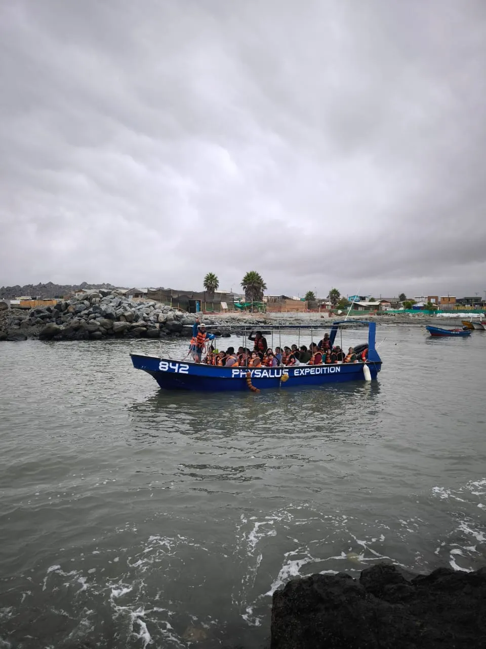 Delfines nadando junto a la embarcación