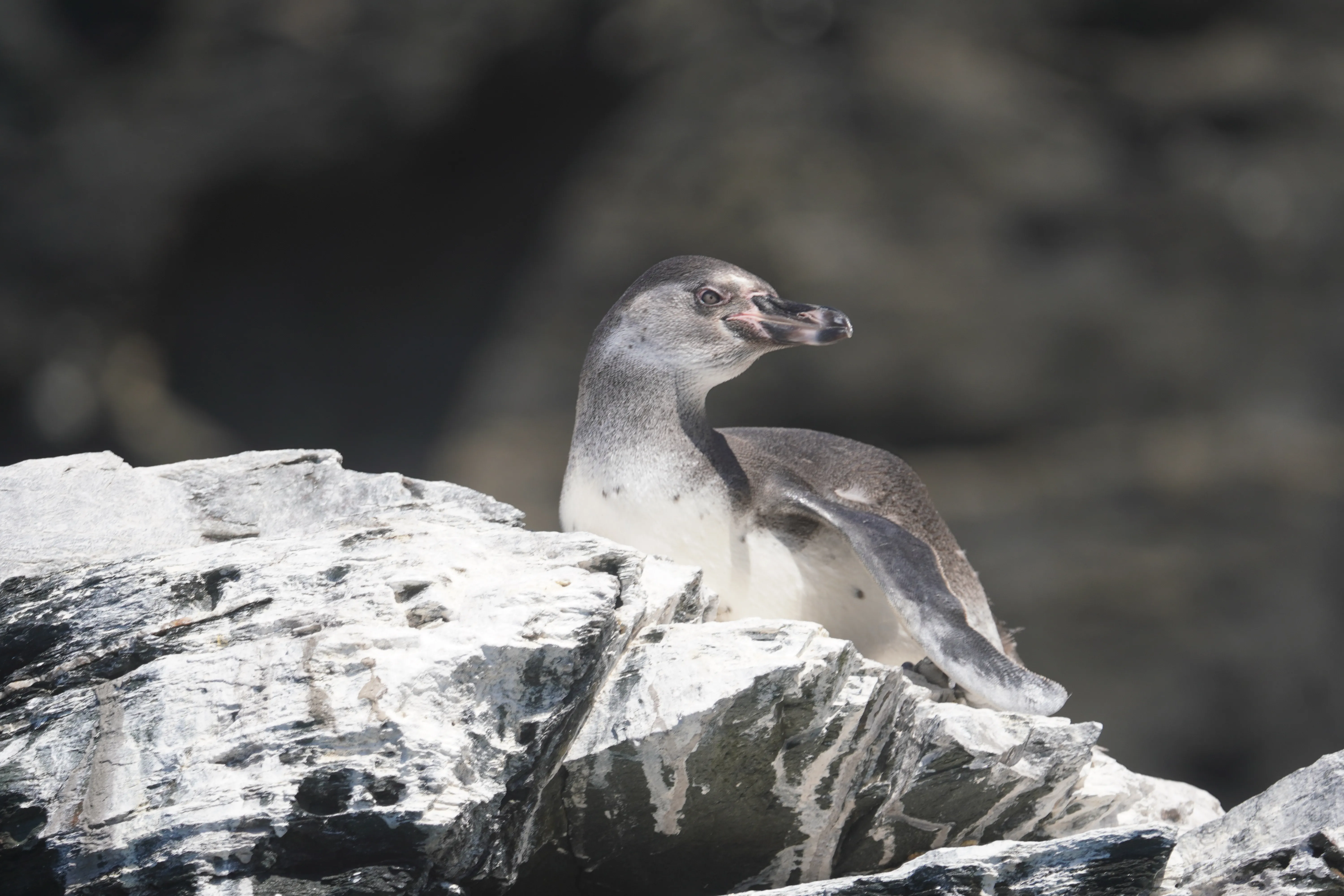 Fauna marina en su hábitat natural