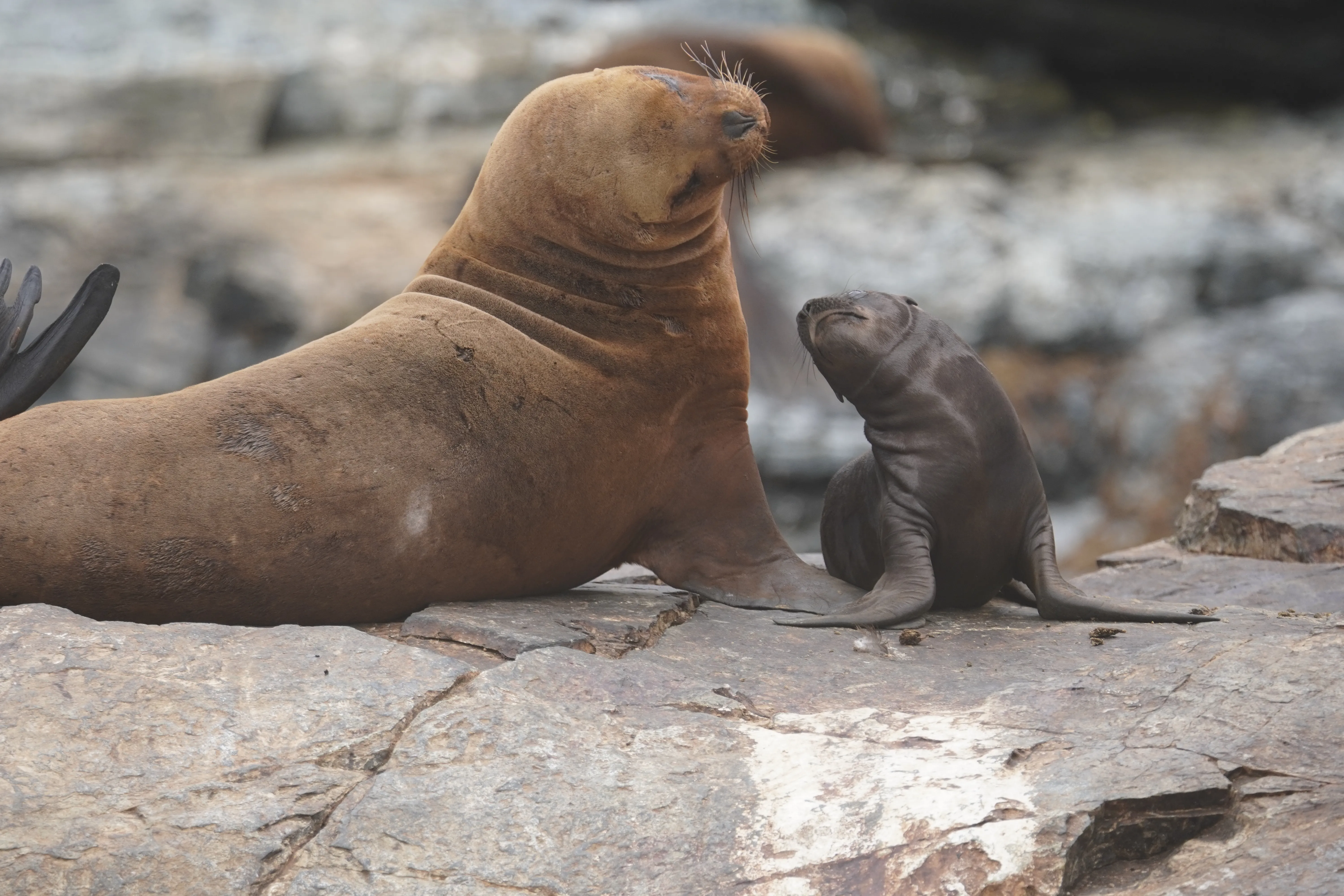 Imagen de la galería de avistamiento de cetáceos en Coquimbo