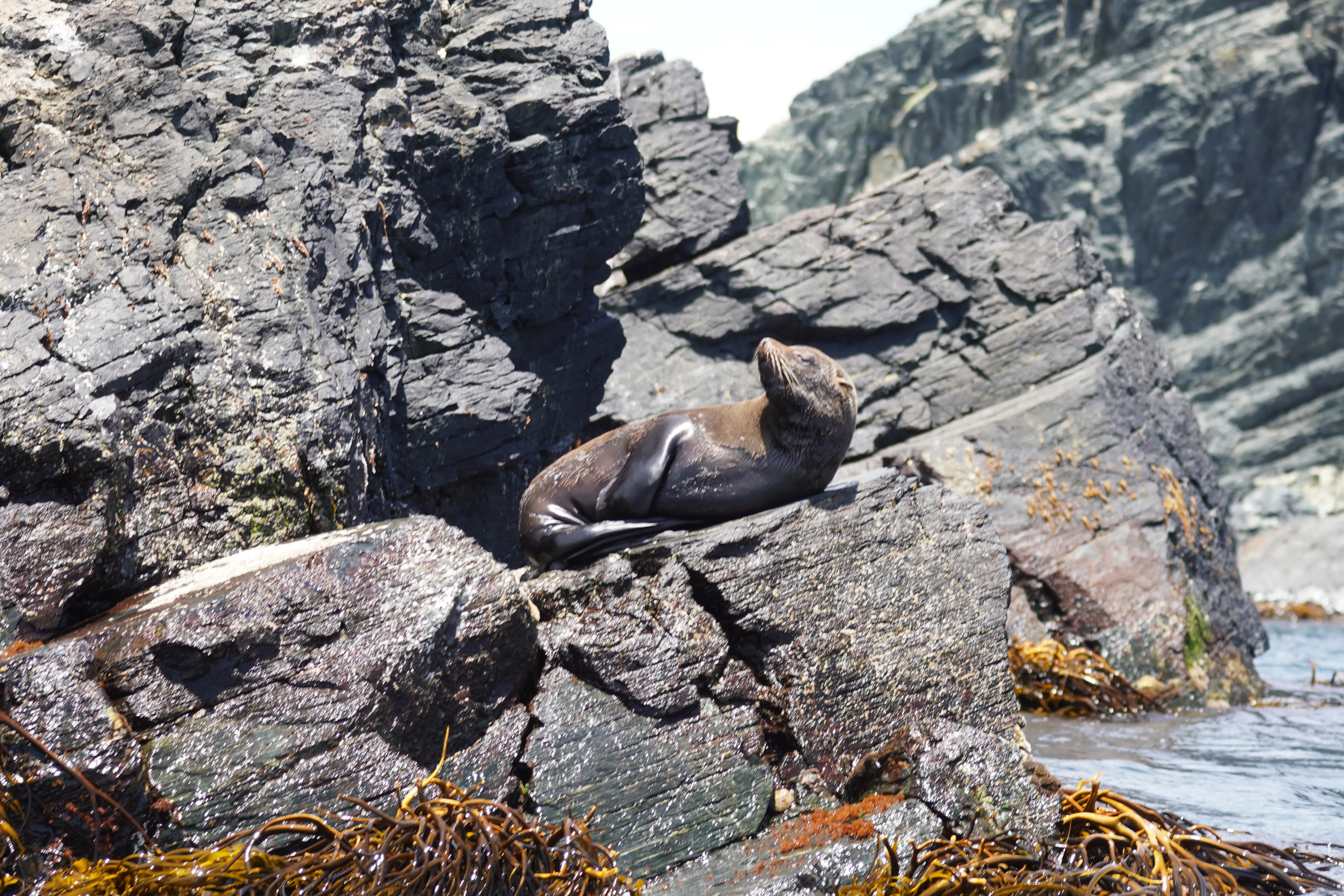 Navegación por las costas de Coquimbo