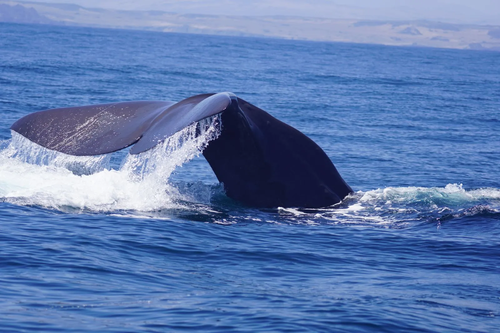 Imagen de la galería de avistamiento de cetáceos en Coquimbo